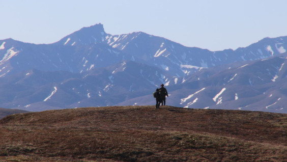 Geographers Note Unusual Decrease in the Number of Migrating Birds in Chukotka