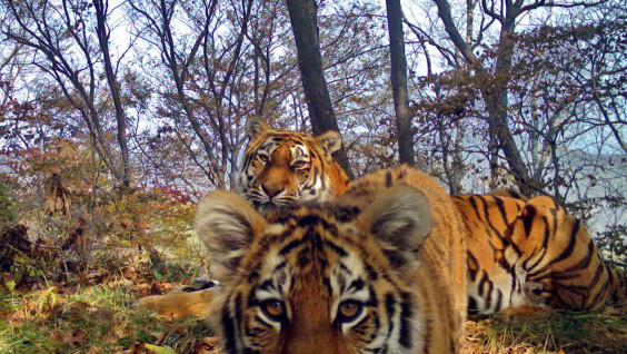 На "Земле леопарда" впервые получено видео большой тигриной семьи