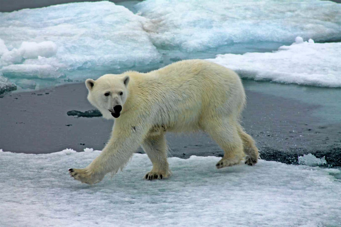 Белый медведь у острова Земля Александры; фото: Марина Меньшикова
