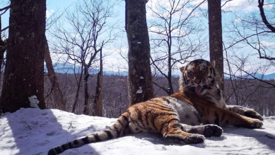 The Best Camera Trap Picture To Be Awarded At RGS’s Contest "The Most Beautiful Country"