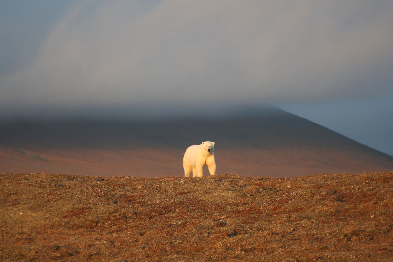 Белый медведь на острове Врангеля. Фото: Вадим Должанский, участник конкурса РГО 