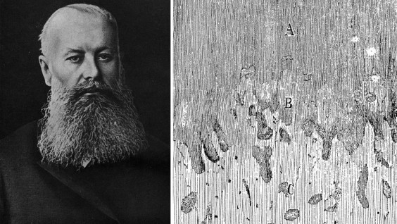 «Дороже золота — русский чернозем»: 180 лет назад родился основоположник почвоведения Василий Докучаев 