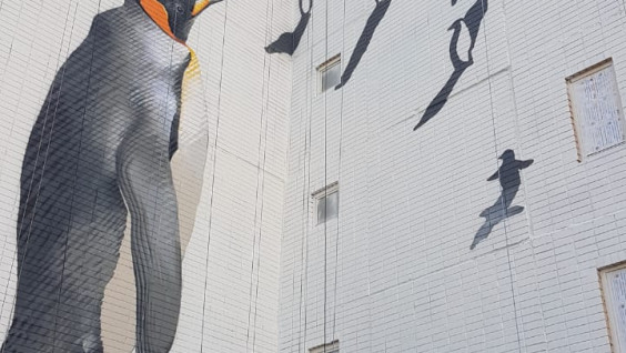 Огромное граффити с изображением пингвинов появилось в Одинцово