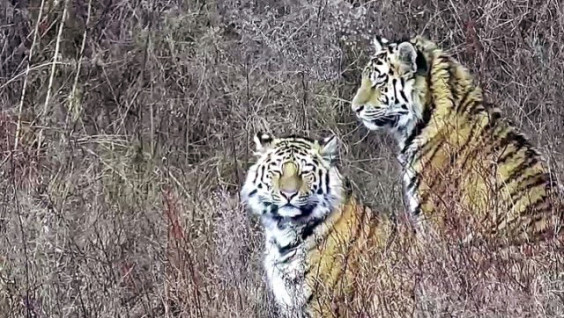 Амурских тигров Павлика и Елену выпустили в дикую природу