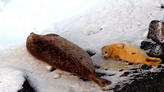 В Дальневосточном заповеднике впервые сняли на видео кормление детёныша тюленя