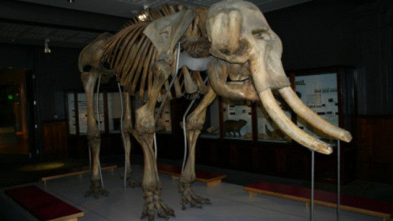 Ural Divers Found a Mammoth Bone at the Bottom of the Tobol
