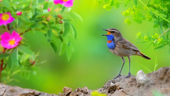 Увидеть птицу жизни: пять направлений для начинающих бёрдвотчеров