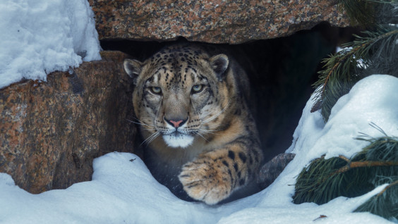 Сказ об ирбисах: почему их клан почти исчез из Саян, но выстоял и приумножился