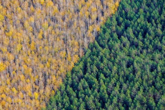 The international day of forests