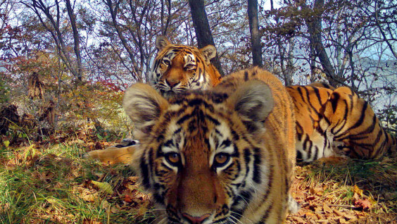 Dr. Satya Prakash Yadav: "To Serve Wildlife to Correct Historical Injustice"