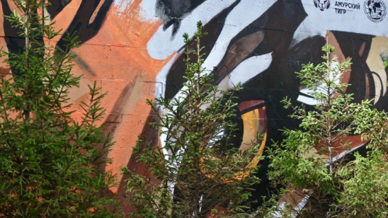 На Мясницкой улице в Москве появилось граффити с амурским тигром