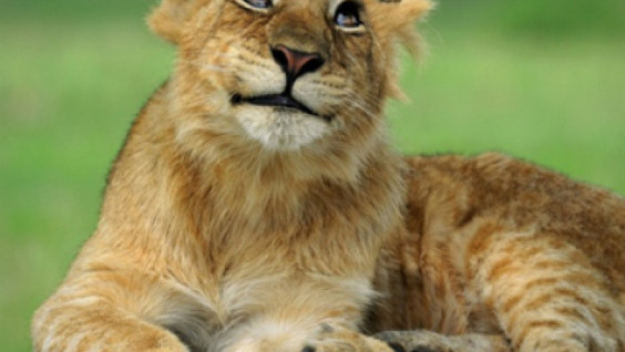 Animal Protection Initiative
