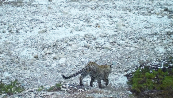 Переднеазиатский леопард подтвердил своё присутствие в Дагестане