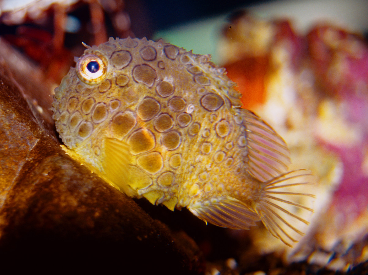 Одна из многочисленных рыб, получивших имя учёного - колючий круглопер Шмидта, обитающий в Охотском море. Фото: wikipedia.org / David Cseppа