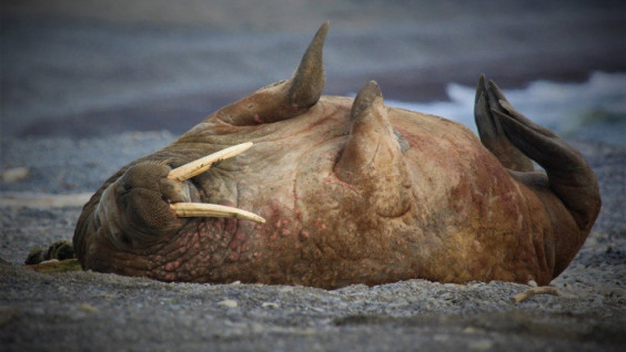 Mighty and Defenseless: a Unique Walrus Video Filmed in the Nenetsk Nature Reserve