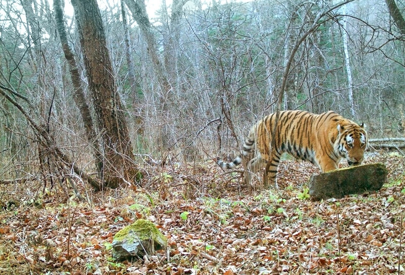 Тигры Сихотэ-Алинского заповедника