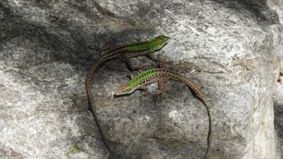 A New Lizard Species Discovered in Russia