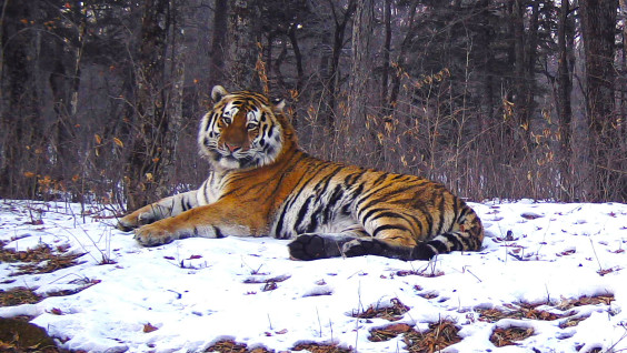 Исполин T38: в нацпарке "Земля леопарда" определили самого крупного тигра