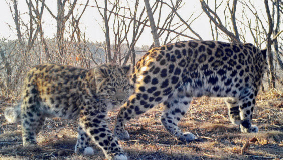 Monitoring Data Shows Increase In Population Of Amur Leopard