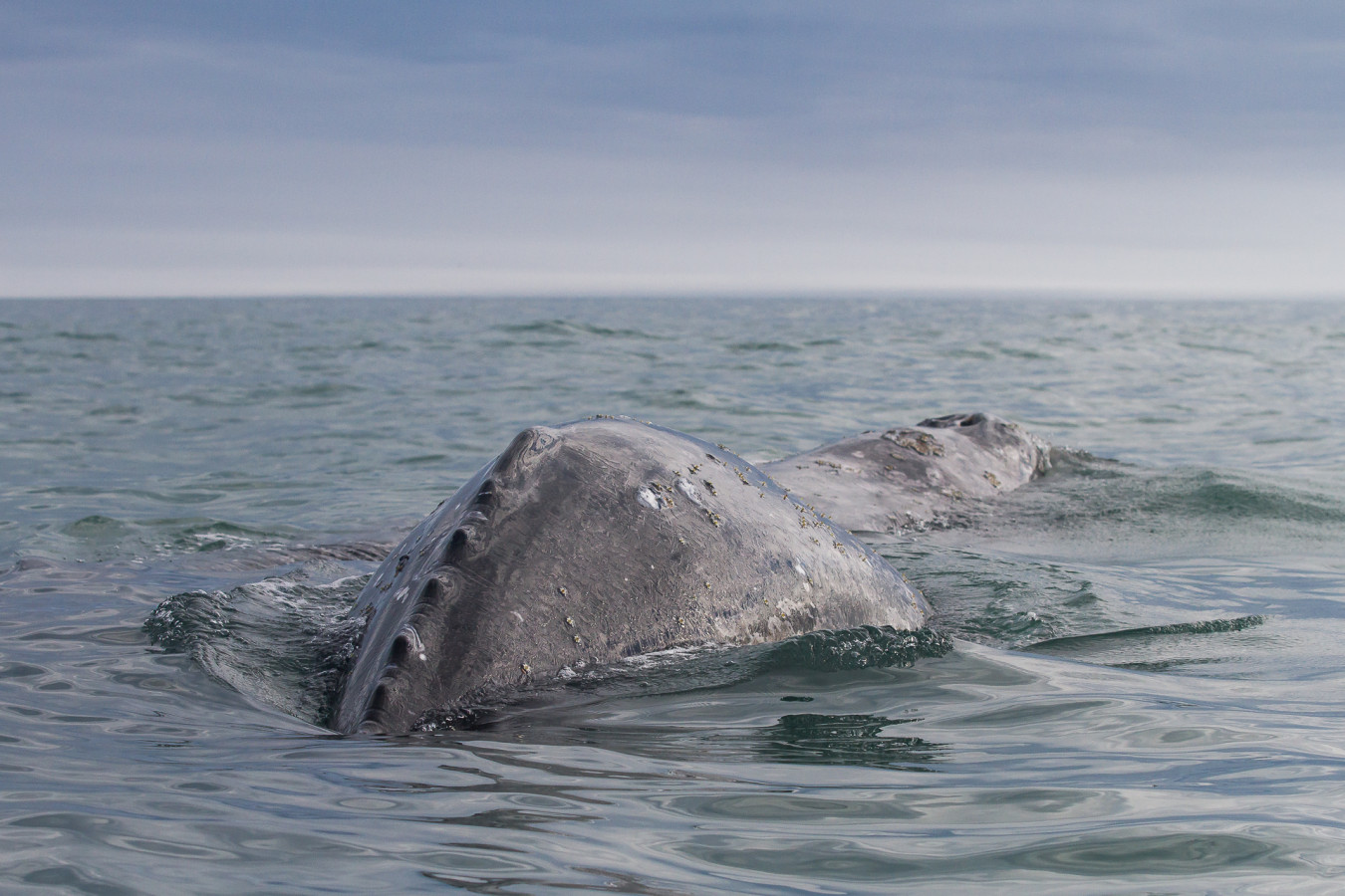 Брачные игры серых гигантов: на Сахалине заметили бум размножения китов.  Видео - Новости РГО