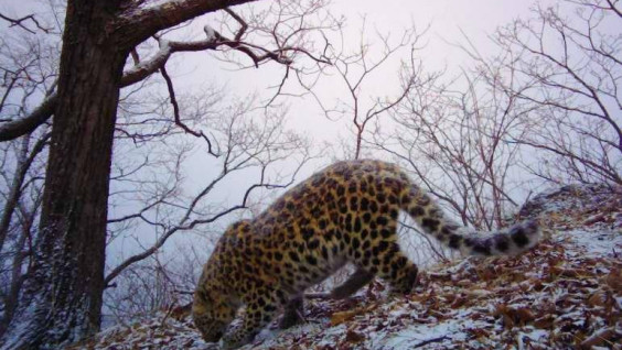 На "Земле леопарда" выпал первый снег