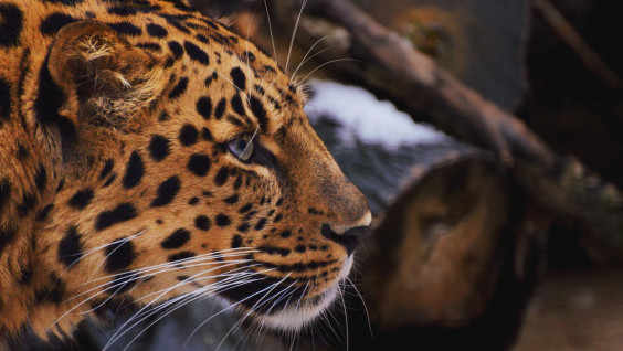 Туристы обнаружили нового котёнка леопарда в старейшем заповеднике Приморья