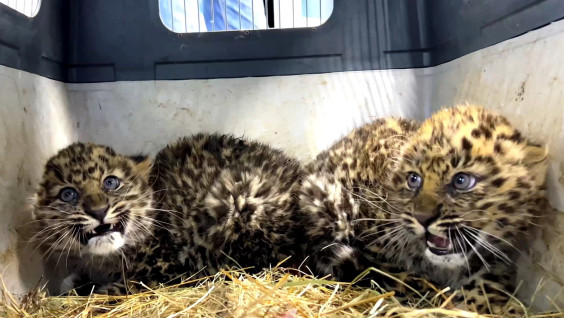 Крохотных котят леопарда изъяли из дикой природы в Приморье