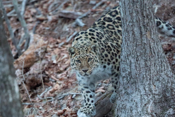 New details on the Amur Leopard population