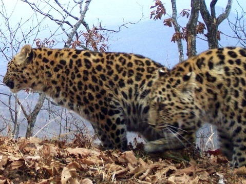 На территории ФГБУ «Земля леопарда» провели фотоучёт молодняка ( 2013 год)