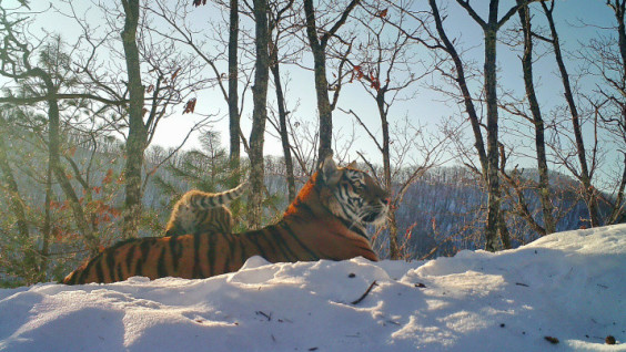 Mom Found: Happy Ending of the Story of a Lonely Tiger Near Khabarovsk