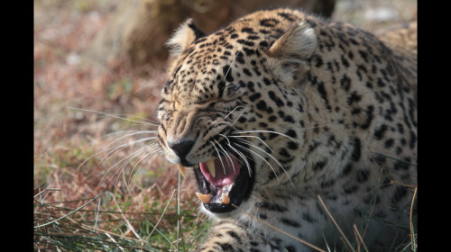 Переднеазиатский леопард. Учебная охота