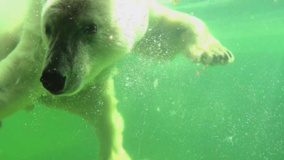 "Томпа — необычная личность": как живёт в зоопарке спасённая в Якутии белая медведица