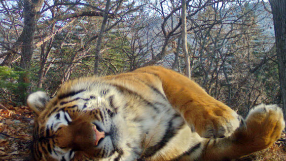 Тихий час: спящий амурский тигр попал на снимок фотоловушки в Приморье