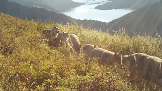 A Pack of Wolves Caught on Tape in the Sayano-Shushensky Reserve