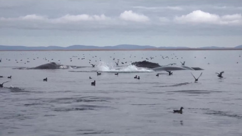 Краснокнижные виды крупных китообразных: местообитания и проблемы охраны в дальневосточных морях России