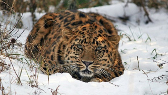 A pair of Far Eastern Leopards Born in Captivity