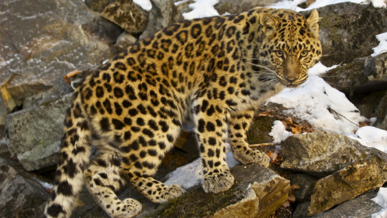 Учёные оценят генетическое здоровье тигров и леопардов в Приморье