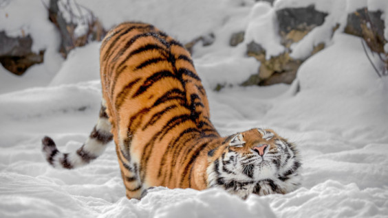 Следы тигрицы с тигрёнком обнаружили в Амурской области