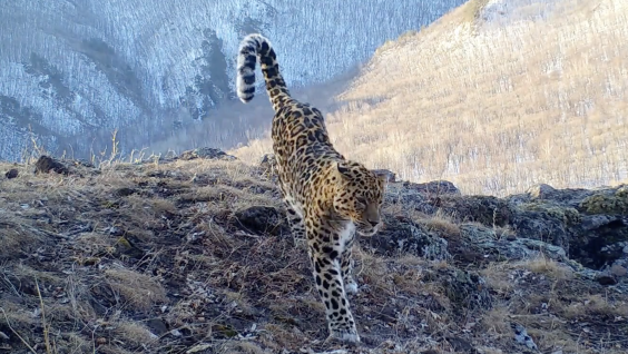 Грациозный дальневосточный леопард попал на видео в Приморье
