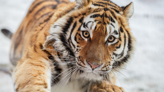 Амурская тигрица Санда радуется весеннему солнцу в Приморье. Видео