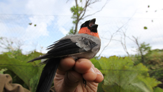 В погоне за синей птицей: что мечтают найти орнитологи на Курильских островах