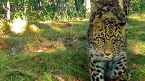 Российские учёные помогут вернуть дальневосточного леопарда на Корейский полуостров