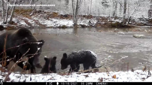 Медведи-"моржи" встретили заплывом первый снег в Сихотэ-Алинском заповеднике