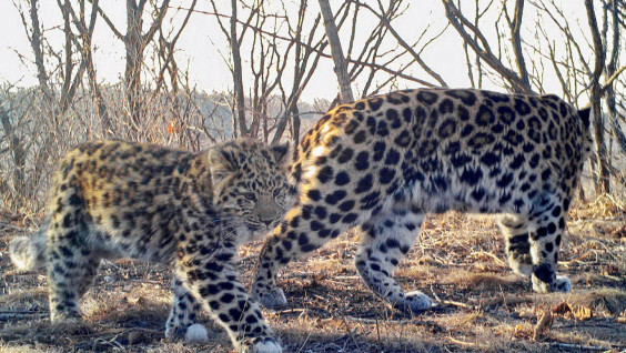 Данные мониторинга показали рост популяции дальневосточного леопарда
