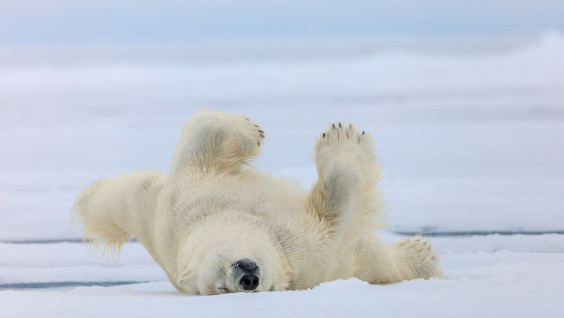В Арктике начались съёмки документального фильма о белых медведях