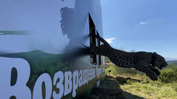 Переднеазиатских леопардов Батраза и Агунду выпустили в горах Северной Осетии