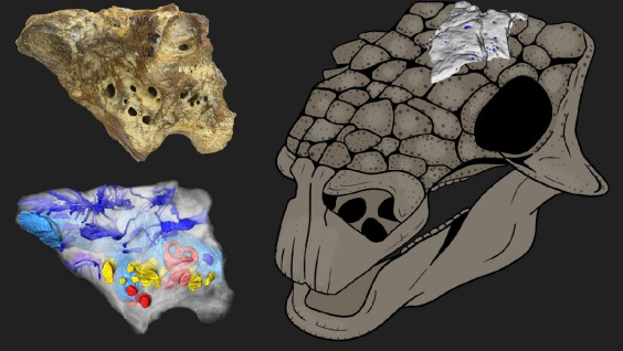 Учёные выяснили, что у анкилозавров был маленький мозг, но отличный нюх