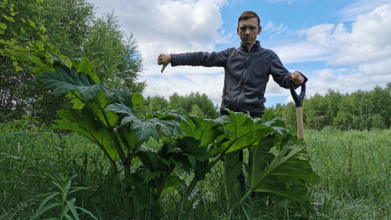 "Всё — на карту": экологический активист из Пскова объявил войну борщевику
