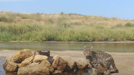 "Я тигрёнок, а не киска!": степной кот попался в объектив фотоловушки в Калмыкии