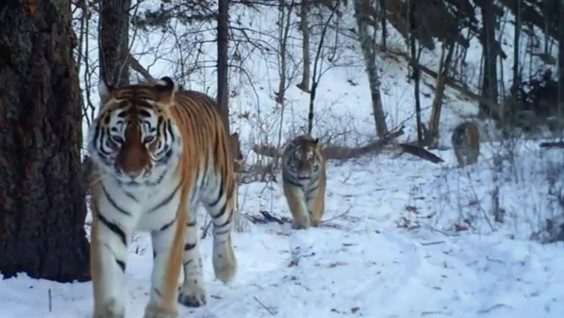 Тигры-подростки попали на камеру фотоловушки в Приморском крае